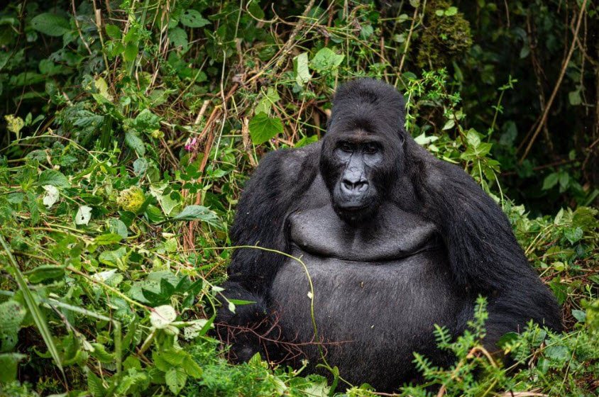 Maiko National Park, Orientale and North Kivu Provinces, DR Congo
